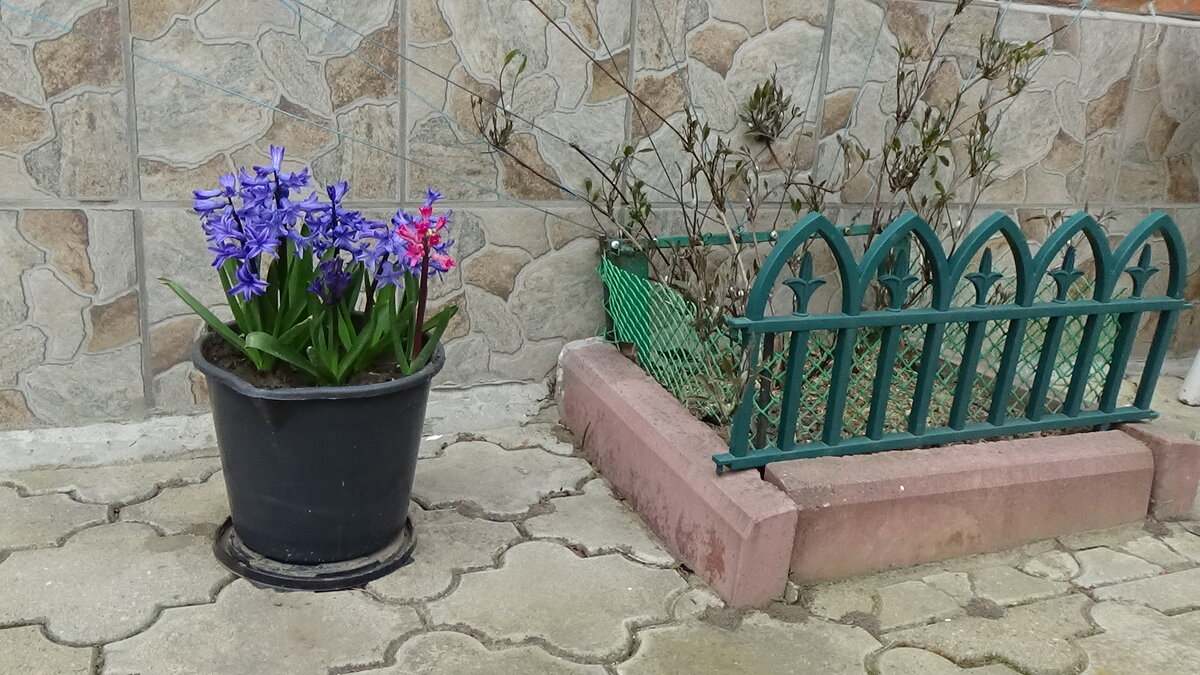 Моя любимая тара для выращивания луковиц тюльпанов и гиацинтов пятилитровые ведерки. 