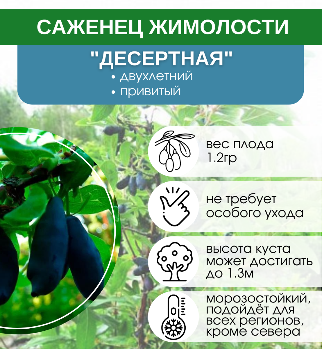 Жимолость съедобная витамины. Жимолость съедобная синеглазка. Жимолость сообщение. Чем полезна жимолость. Плоды жимолости съедобной.