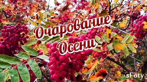 Очарование осени. Красивая музыка, релакс