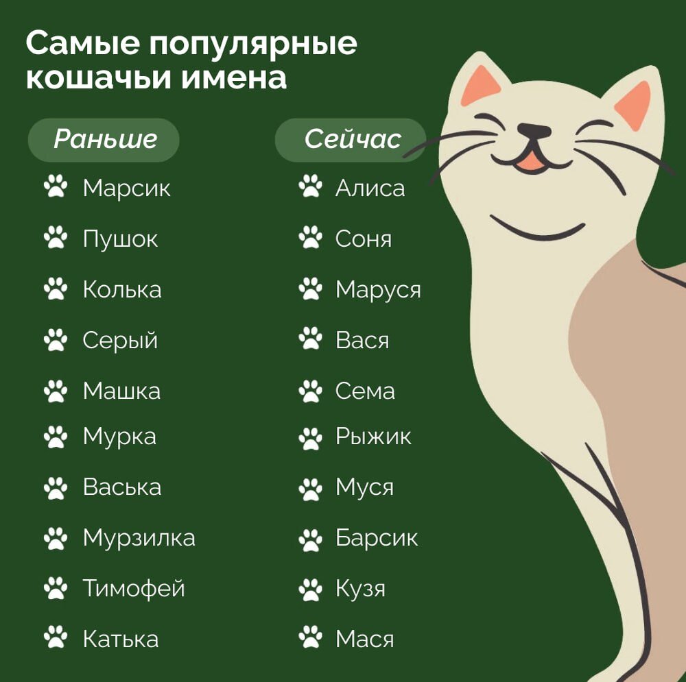 Самые популярные имена для котов и кошек в советском прошлом и сейчас |  Фонд помощи животным «Ника» | Дзен