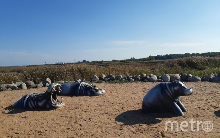    На пляже девчонки и мальчишки могут познакомиться с семейством бегемотов. t.me@centrkompetenciy