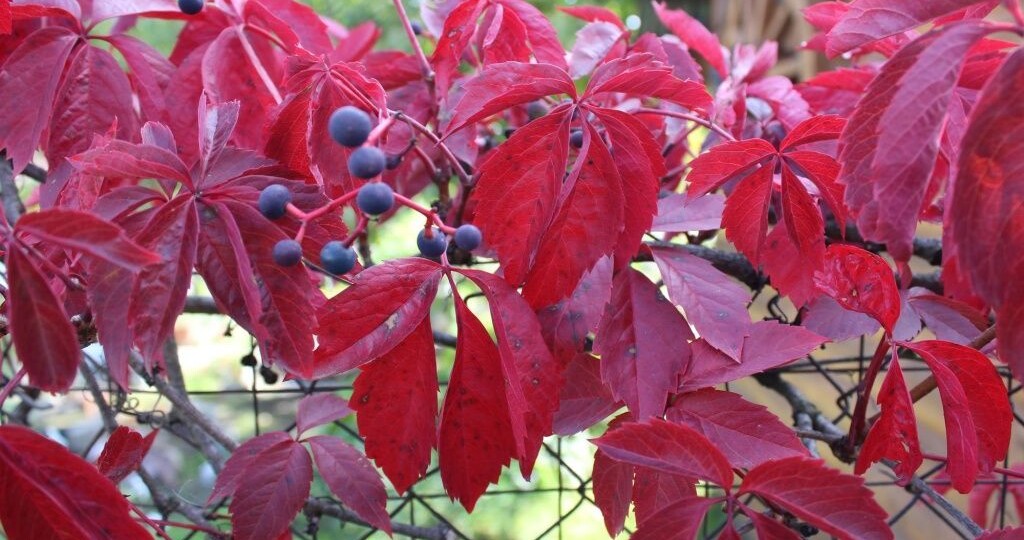 Какие растения скроют некрасивый забор