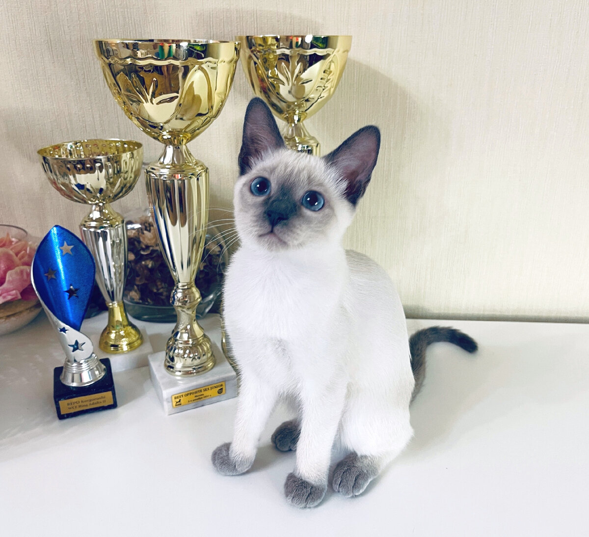 Ева Тайская Легенда