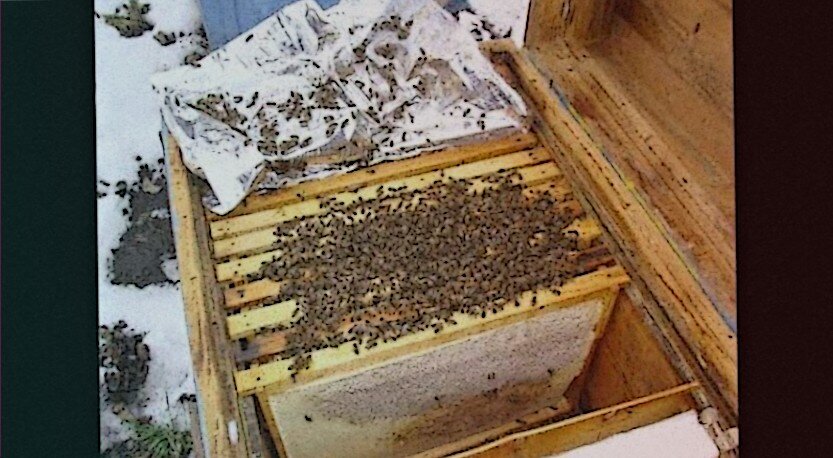 Пчелы после зимовки что делать. Канди пчелиная подкормка. Зимовка пчел. Пчелы зимой. Пчелосемьи зимой.