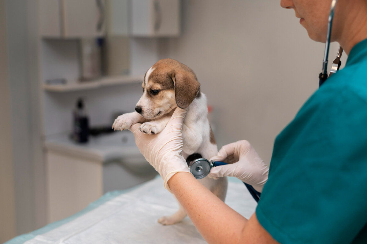 Изображение от <a href="https://ru.freepik.com/free-photo/close-up-on-veterinarian-taking-care-of-dog_18395485.htm#query=%D1%81%D0%BE%D0%B1%D0%B0%D0%BA%D0%B0%20%D1%83%20%D0%B2%D0%B5%D1%82%D0%B5%D1%80%D0%B8%D0%BD%D0%B0%D1%80%D0%B0&position=10&from_view=search&track=ais">Freepik</a>