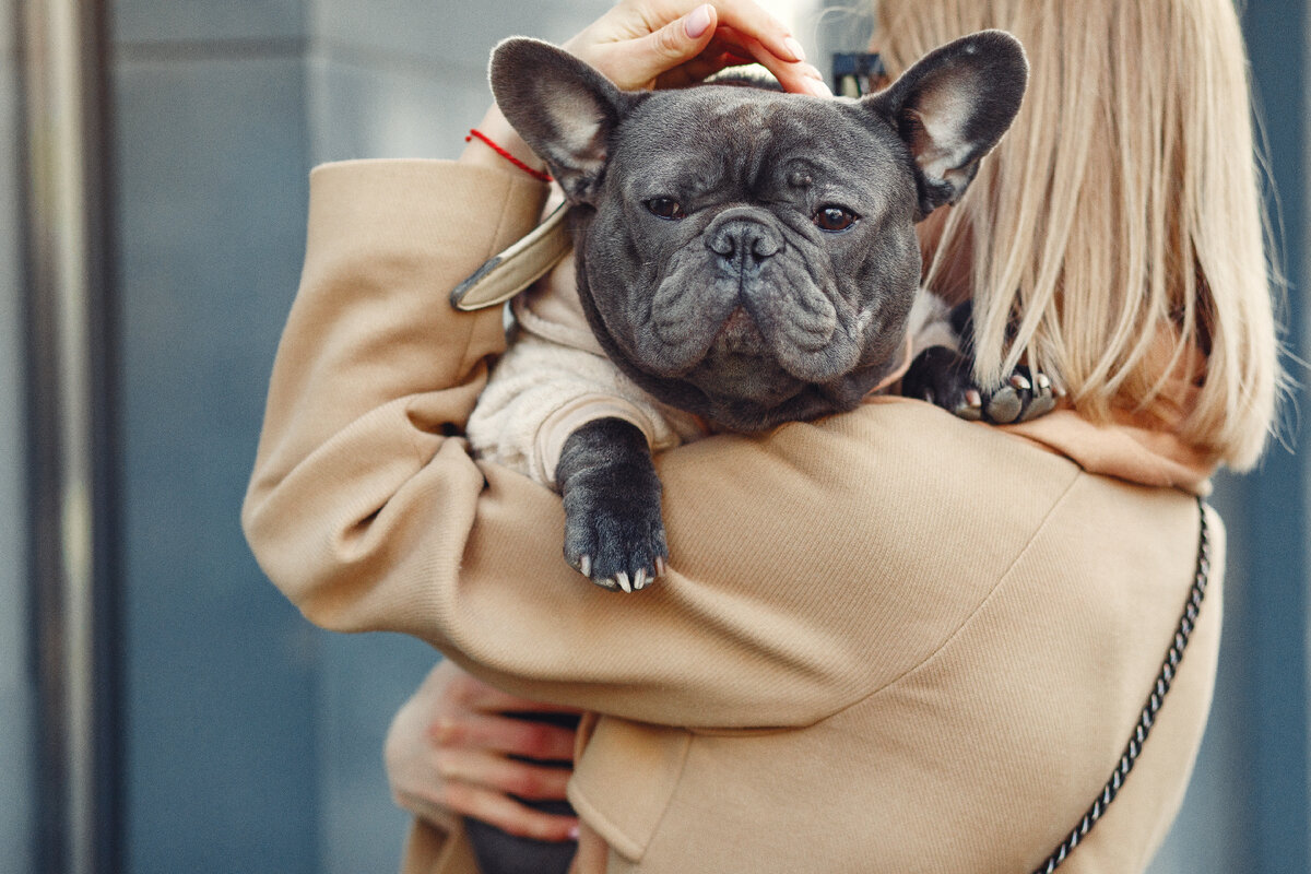 <a href="https://ru.freepik.com/free-photo/elegant-woman-in-a-brown-coat-with-black-bulldog_7375883.htm#page=2&query=%D0%BC%D0%BE%D0%BF%D1%81%20%D1%83%20%D0%B2%D0%B5%D1%82%D0%B5%D1%80%D0%B8%D0%BD%D0%B0%D1%80%D0%B0&position=0&from_view=search&track=ais">Изображение от prostooleh</a> на Freepik