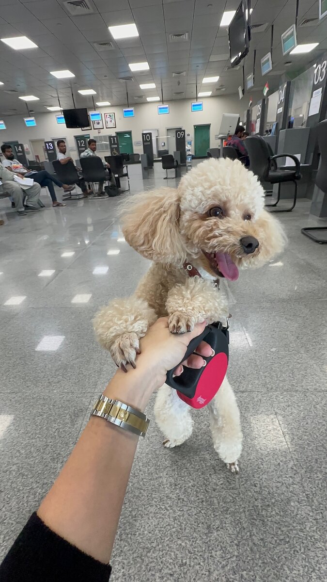 В общем, закончилось наше приключение с ввозом собаки в ОАЭ 🇦🇪 Какие выводы, можно сделать👇🏻 Обо всём в подробностях решил рассказать в посте.

Все-таки чартерными и регулярными рейсами, которые разрешают провоз собаки в ОАЭ, влететь можно. Стоимость билета для собаки, конечно, существенно ниже, чем перерезка с Etihad Airways. Эта авиакомпания летает только в Абу-Даби и там стоимость билета на собаку в салоне самолета около $1.500, при том, что это только перелет, без документов и справок. 

У нас было два перелета: Новосибирск — Тюмень и Тюмень — Дубай. Оба вышли по 3.500₽, то есть, это, естественно, не $1.500. 

Единственный момент, мы потеряли 6 часов после прилета. Для сотрудников аэропорта это не стандартная ситуация, что в Дубай прилетают с собакой. Собаку у нас забрал ветеринарный контроль, отнесли её в зону, где она проходит осмотр, доктор её осматривает и только после этого, мы её забрали. 

С учетом не совсем хорошего знания языка, нюансов, моментов, отсутствия опыта, мы забирали собаку 6 часов, но теперь я понимаю, как это сделать и за час. Ничего сложного в этом нет. 

Также, помимо самого перелёта, мы оформляли документы на выезд за 15.000₽, платили порядка 1.000 AED пошлин и столько же по прилёту за осмотр врача. 

Получается, что удовольствие это не дешевое — завезти собаку, но всё равно, у нас получилось намного выгоднее прилететь в Дубай таким образом, чем в Абу-Даби с Etihad Airways.

Надеюсь, кому-то из вас будет полезен этот пост, потому что в чатах по Дубаю видел очень много вопросов про перевозку животных в ОАЭ.