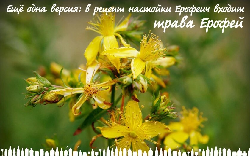 Ашваганда: что это, почему запрещена в России, польза и вред здоровью, стоит ли принимать