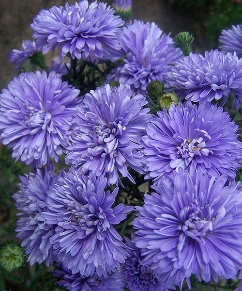 Астра Мари Баллард (фото из интернета)