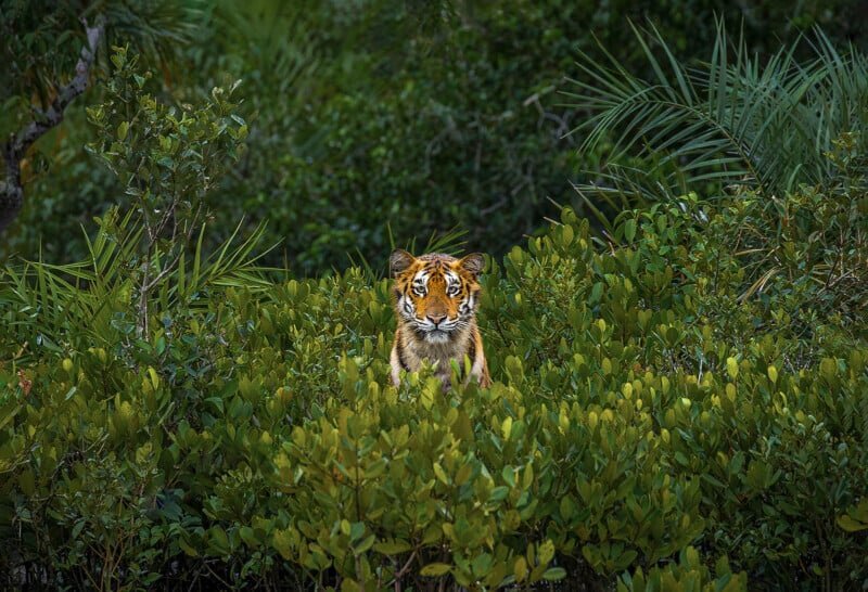    Soham Bhattacharyya, photography.mangroveactionproject.org