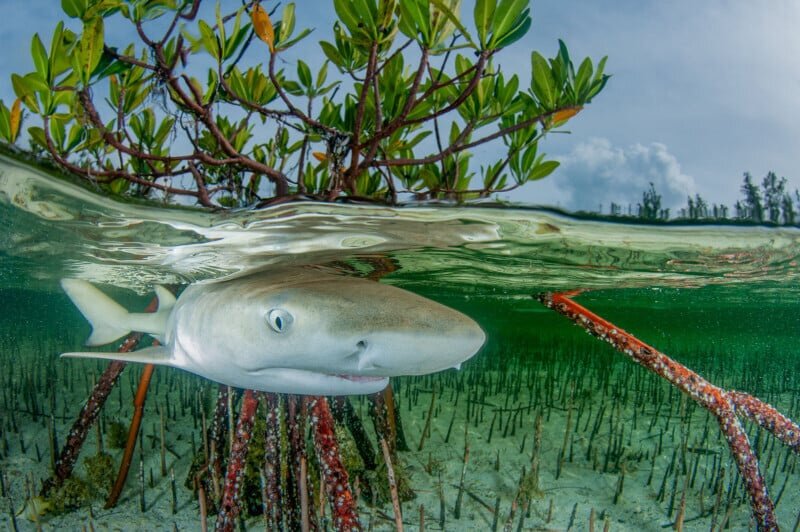    Anita Kainrath, photography.mangroveactionproject.org