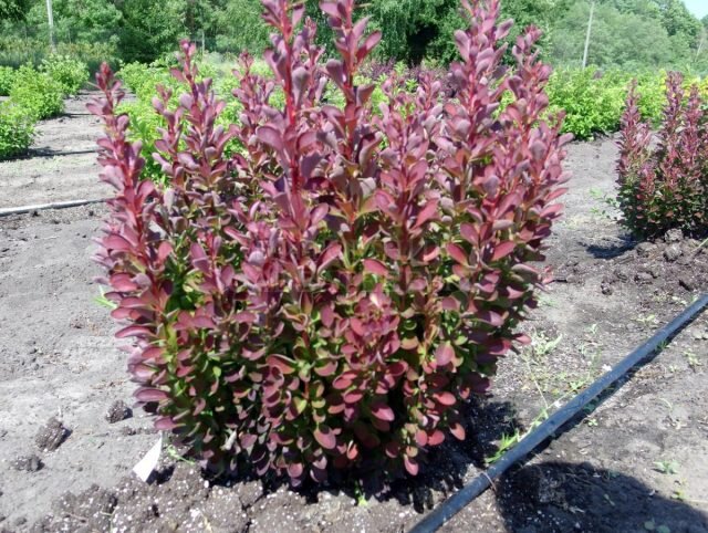 Жемчужина сада: 30 сортов барбариса Тунберга на любой вкус