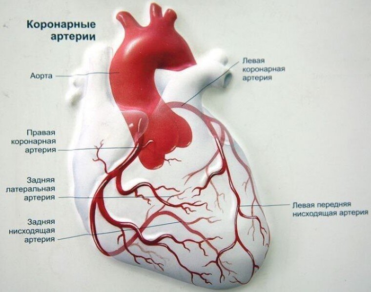 Сердце с сосудами схема