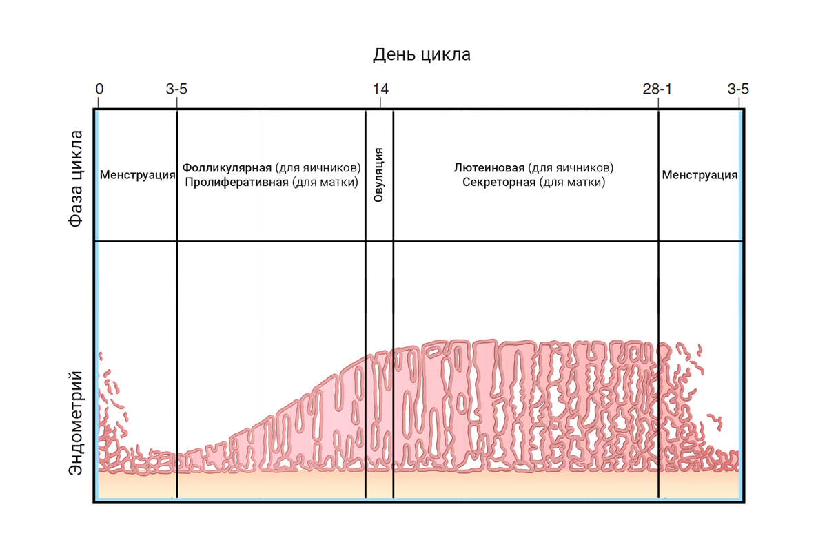 Пролиферативная и секреторная фаза менструального цикла. Цикл норма сколько дней. Овуляторная фаза. Овуляторная фаза что это такое у женщин.