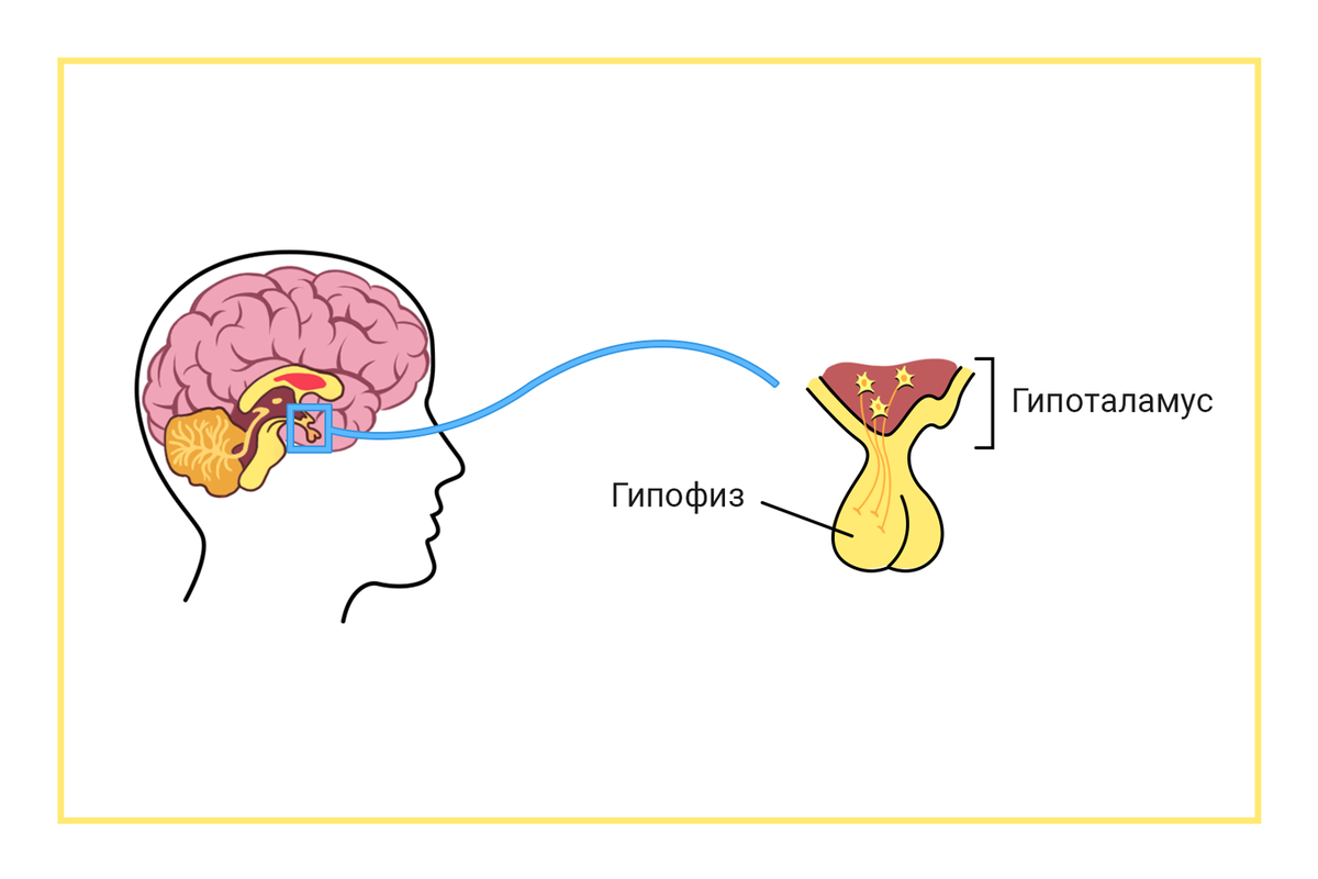 Регуляция менструального цикла начинается в головном мозге. Несколько сотен нейронов гипоталамуса каждые 1–1,5 часа "впрыскивают" в гипофиз главный регулятор менструального цикла – гонадорелин (ГнРГ). Если эта ритмичность по какой-то причине изменяется, менструальный цикл нарушается.