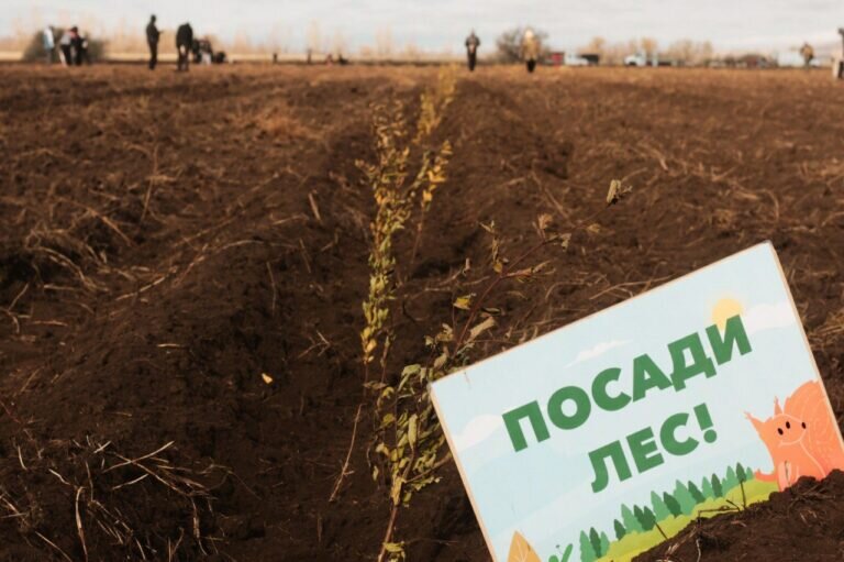    В Беляевском лесничестве волонтеры высадили более 14 тысяч саженцев деревьев Марина Шарт