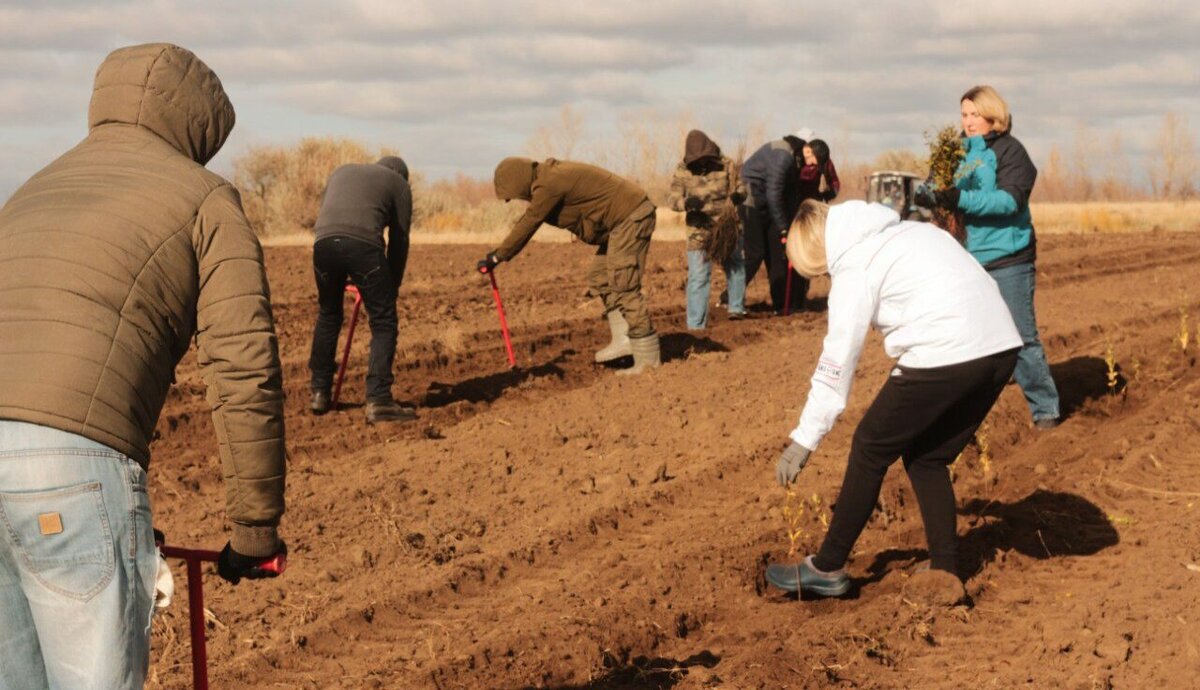  📷    В Беляевском лесничестве волонтеры высадили более 14 тысяч саженцев деревьев Марина Шарт