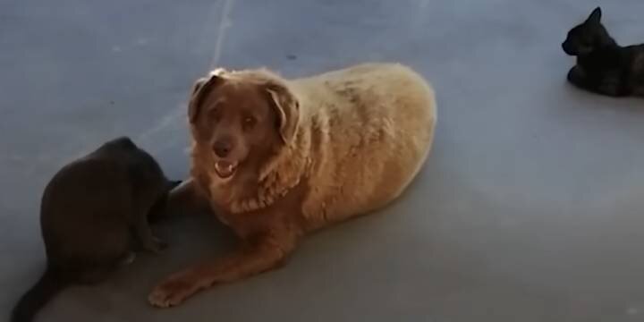  СКРИНШОТ: YOUTUBE / КНИГА РЕКОРДОВ ГИННЕССА