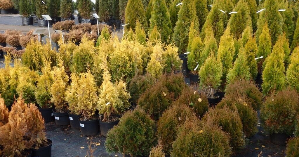 Уход за туей осенью и подготовка к зиме