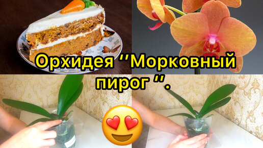 Орхидея морковный торт