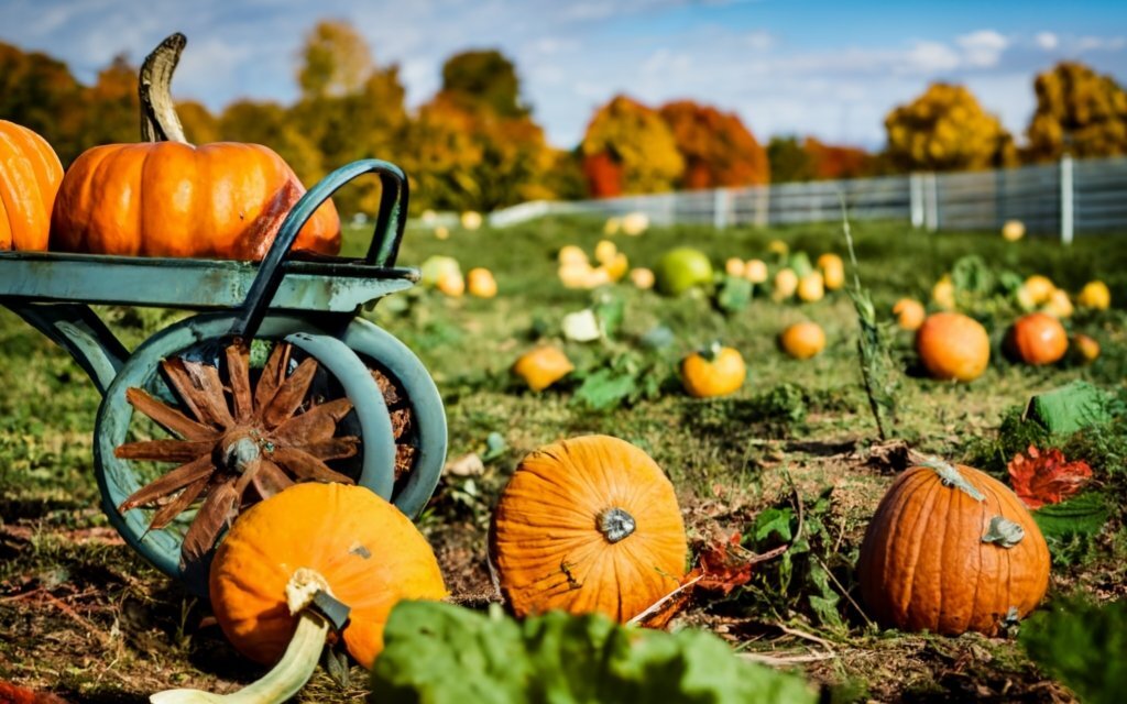 У бабушки был огород, где тыквы вырастали до невероятных размеров