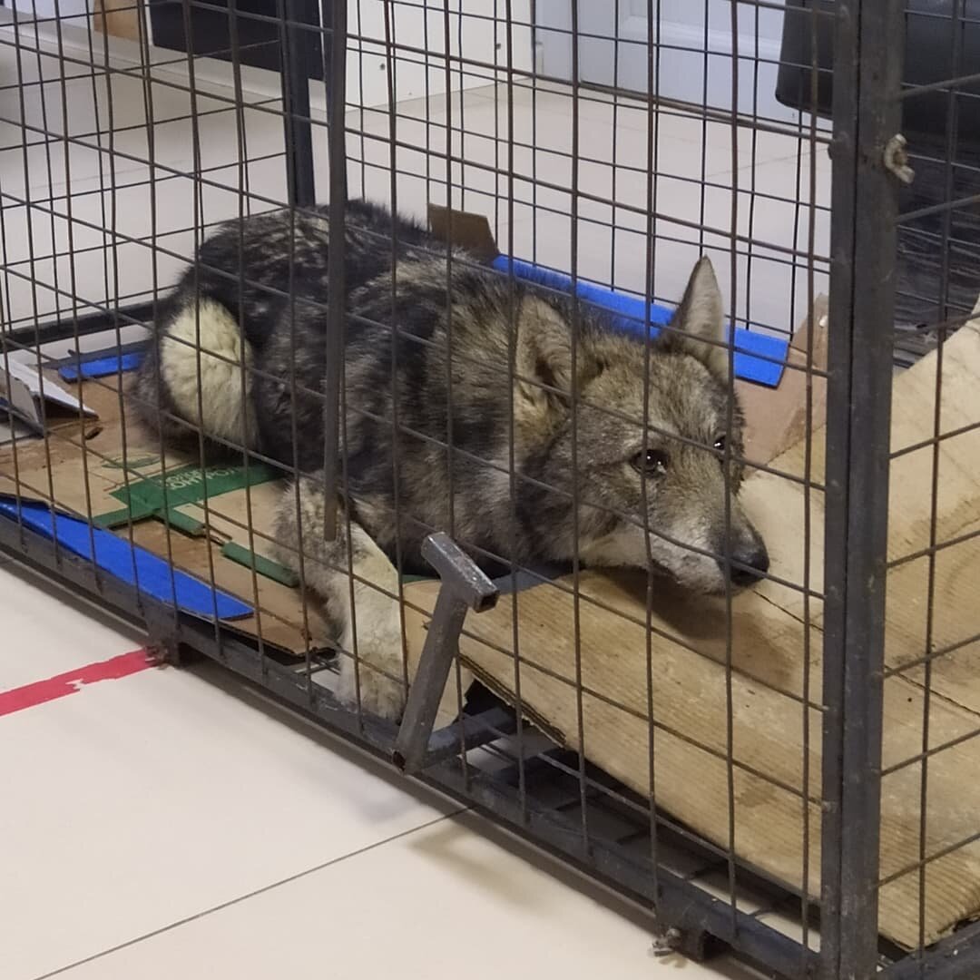 Свежепойманный зверь в звереловке 