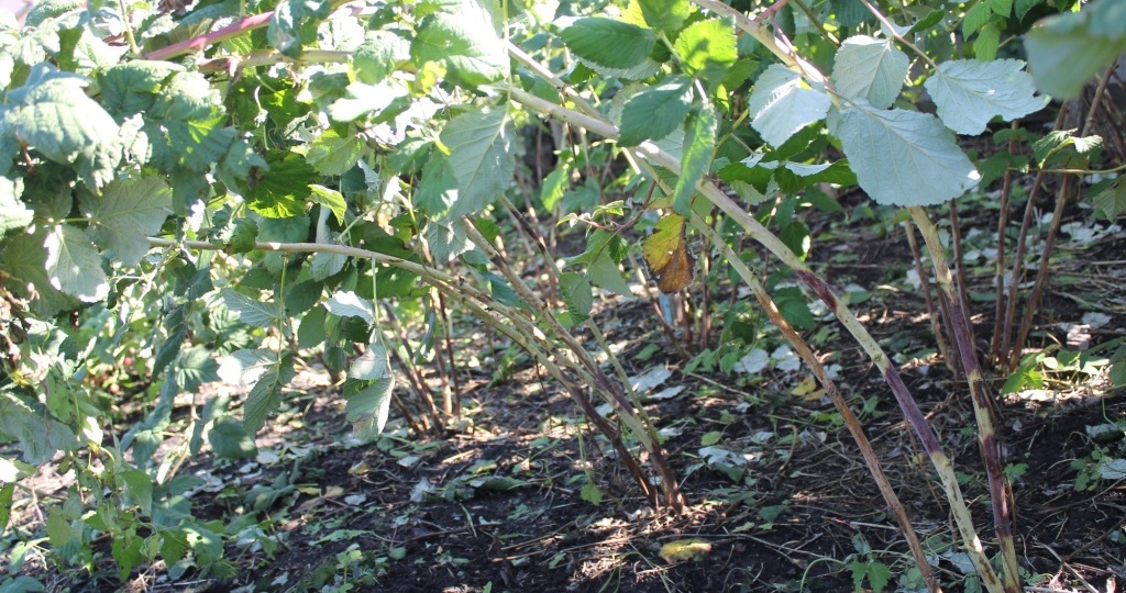 Дидимелла малины — как вылечить “неизлечимое” заболевание