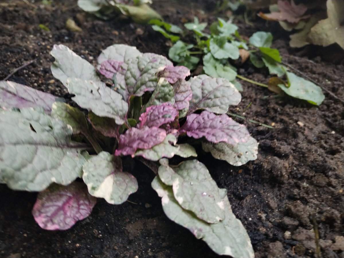 Живучка Бургунди Глоу