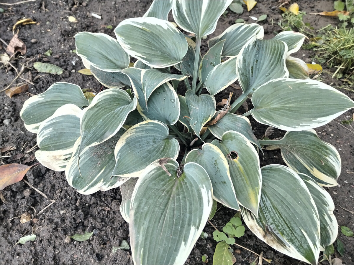 Хоста Фест Фрост - моя любимица