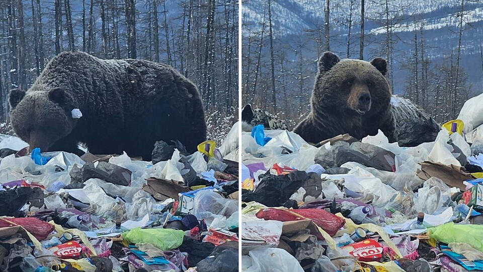 Медведи в якутии