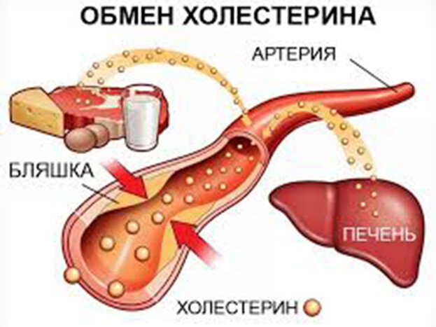 Обмен холестерина.