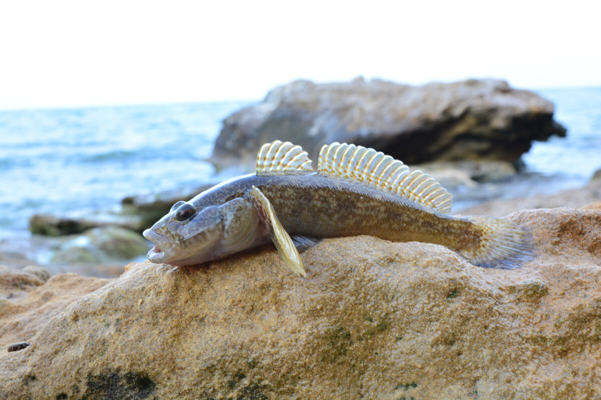 Какая рыба водится в Сочи🐟 | YAVES – Сервис по аренде яхт, катеров,  катамаранов в Сочи | Дзен