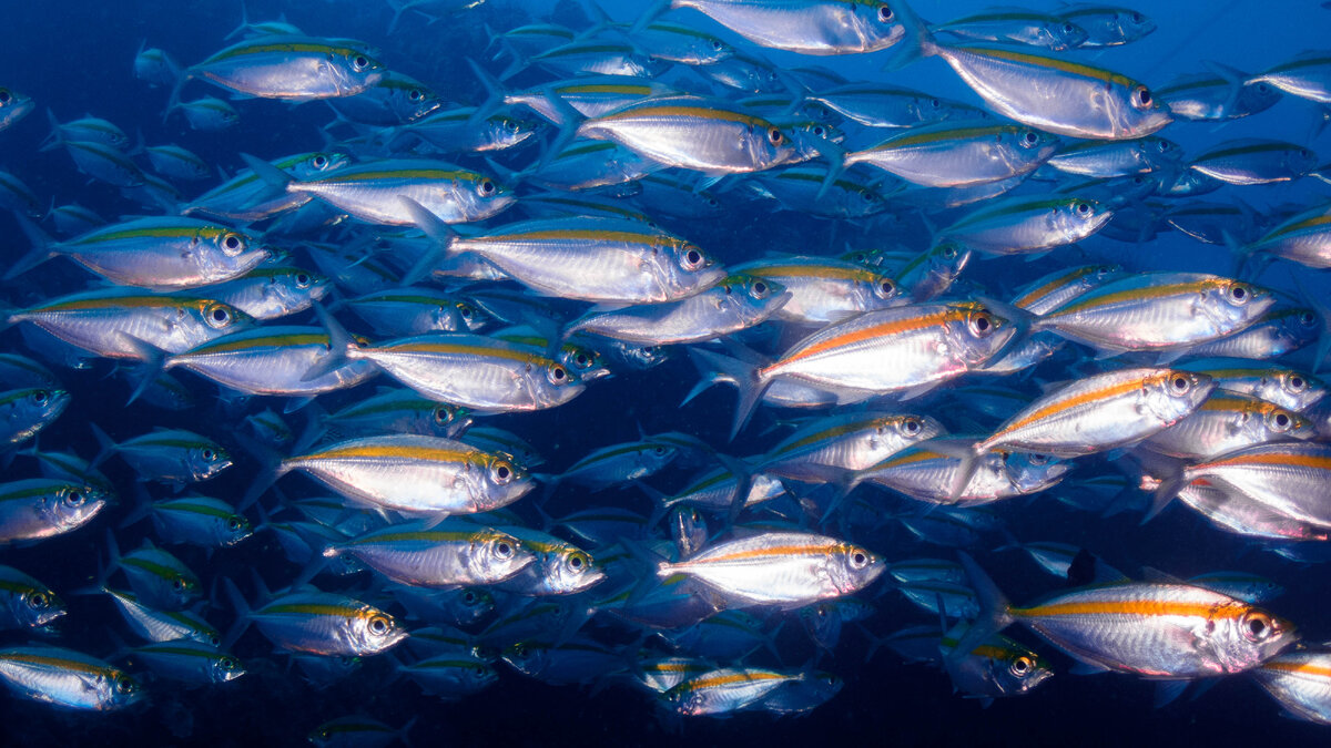 Какая рыба водится в Сочи🐟 | YAVES – Сервис по аренде яхт, катеров,  катамаранов в Сочи | Дзен