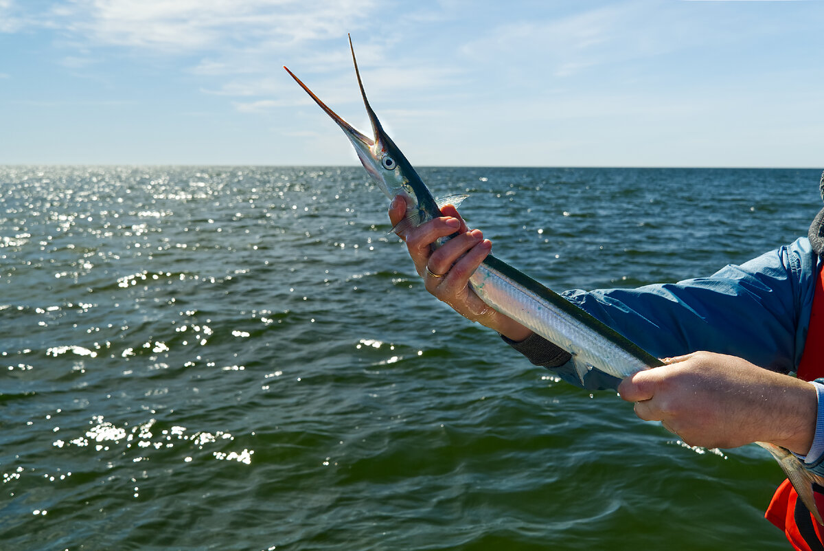 Какая рыба водится в Сочи🐟 | YAVES – Сервис по аренде яхт, катеров,  катамаранов в Сочи | Дзен