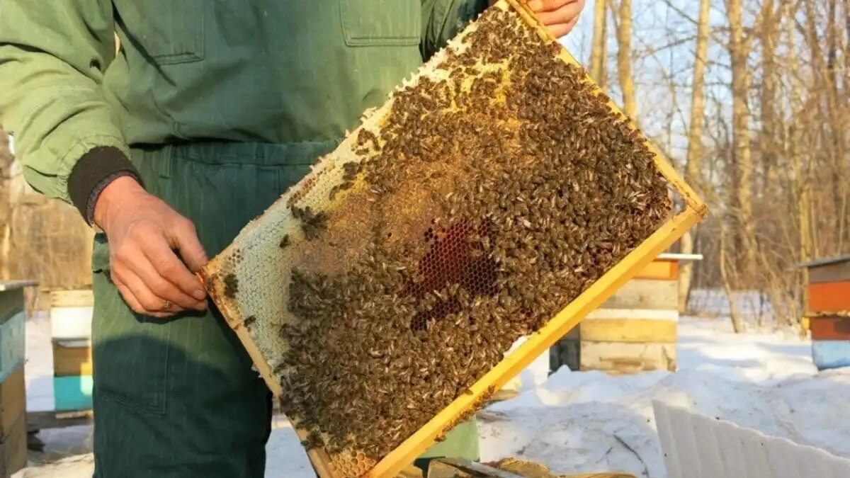 Фото:pchellovodstvo.ru Урожайность сельхозкультур на Юге страны снизилась из-за нехватки пчел