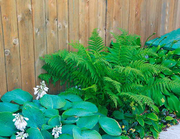 LEGION-MEDIA Красивые клумбы своими руками могут быть очень разными, главное понимать, что вы хотите видеть у себя на участке LEGION-MEDIA