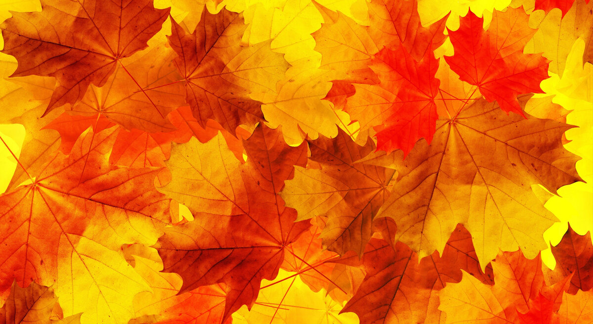 Золотая осень