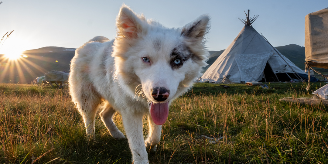 Зачем оленеводы вешают собакам на шею тяжёлые палки?