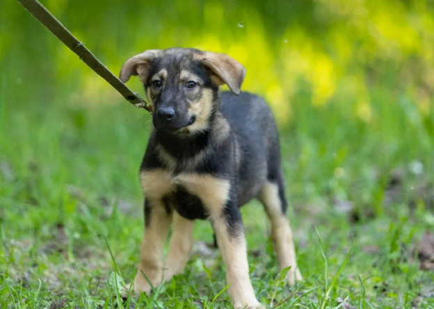 – Эй, быстро ко мне! Бегом, я сказал! Сидеть! Сидеть, не понимаешь что ли?! Ну и тупая псина!  – Пухлый парень кричал на щенка, пытаясь обучить его командам на площадке.
