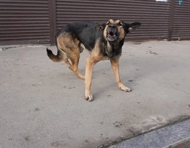 – Эй, быстро ко мне! Бегом, я сказал! Сидеть! Сидеть, не понимаешь что ли?! Ну и тупая псина!  – Пухлый парень кричал на щенка, пытаясь обучить его командам на площадке.-2