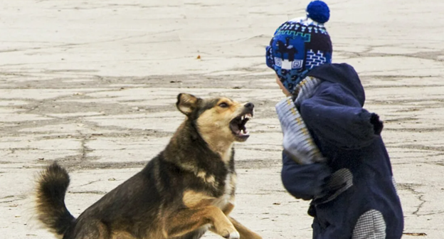 – Эй, быстро ко мне! Бегом, я сказал! Сидеть! Сидеть, не понимаешь что ли?! Ну и тупая псина!  – Пухлый парень кричал на щенка, пытаясь обучить его командам на площадке.-4