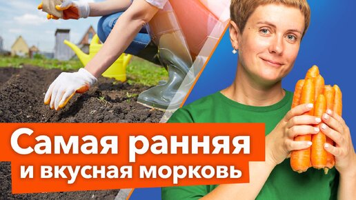 Посев моркови под зиму - самая полная инструкция. Когда, как и какие сорта моркови сеять под зиму