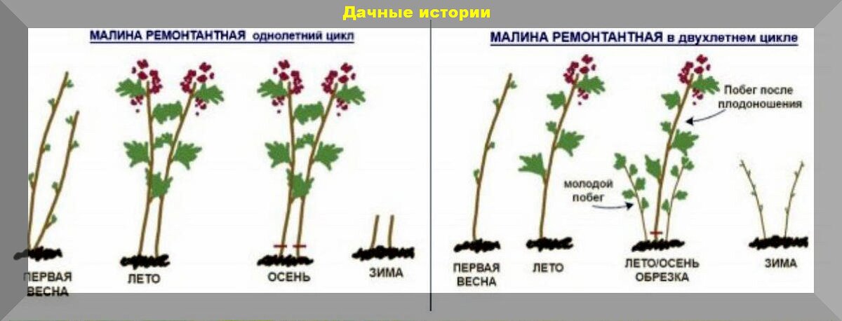 Как ухаживать за ремонтантной. Посадка ремонтантноц машины схема. Схема посадки ремонтантной малины. Обрезка ремонтантной малины весной схема. Ремонтантная малина схема посадки малины.