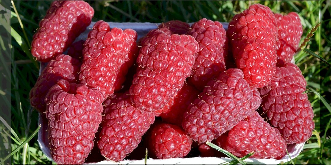 Малинный ликбез для начинающих: ответы на популярные вопросы по выращиванию ремонтантной малины