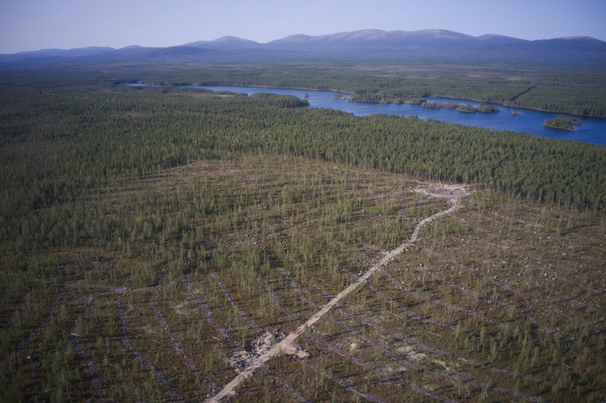Сплошная рубка в Мурманской области. Фото: © Forestforum. Архив, 2021 год