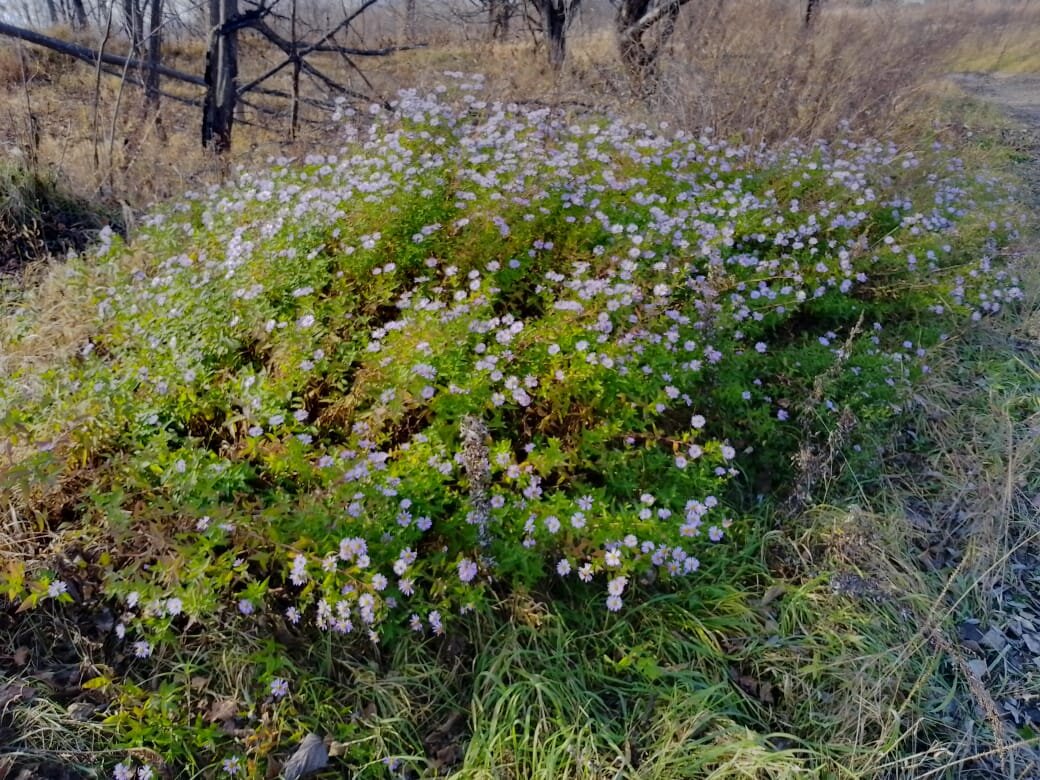 Осенняя перина... 😊❤