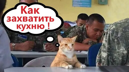 Приколы с котами! КОТ ЗАХВАТЫВАЕТ КУХНЮ! Смешные коты С ОЗВУЧКОЙ! Самые смешные животные!