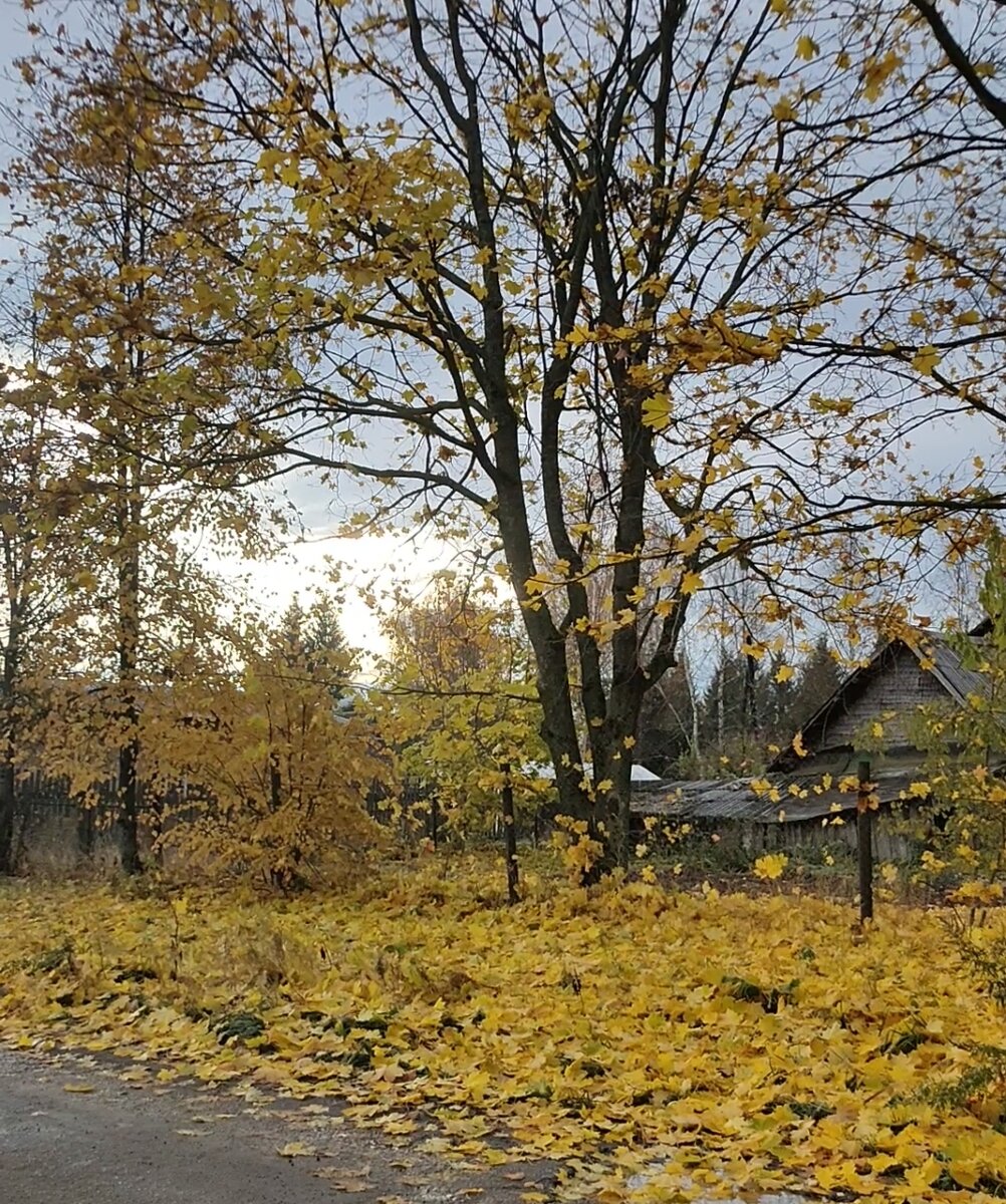 Золото кругом!