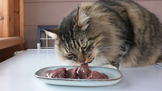 Раздел 4: Режим и частота кормления кошки домашней пищей
