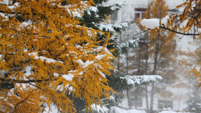     Снег осенью. Михаил Хаустов